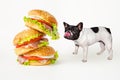 Hungry french bulldog looks at flying hamburger on white background