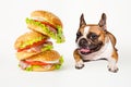 Hungry french bulldog looks at flying hamburger on white background