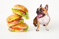 Hungry french bulldog looks at flying hamburger on white background