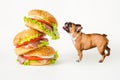 Hungry french bulldog looks at flying hamburger on white background