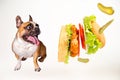 Hungry french bulldog looks at flying hamburger on white background