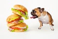 Hungry french bulldog looks at flying hamburger on white background