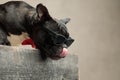 Hungry french bulldog wearing sunglasses and licking mouth