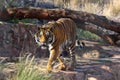 Frustrated Bengal Tiger In Captivity Panthera tigris tigris Royalty Free Stock Photo