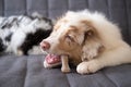 Hungry funny Australian shepherd puppy red merle dog gnaw bone