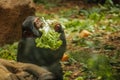 Hungry monkey eating salad in zoo Royalty Free Stock Photo