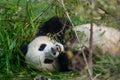 Hungry giant panda bear eating bamboo Royalty Free Stock Photo