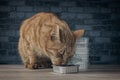 Hungry ginger cat eating in front of stacked cans of wet cat food.