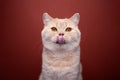 hungry ginger cat licking lips portrait