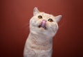 hungry ginger cat licking lips portrait