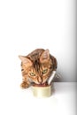 Hungry ginger cat and an open tin with cat food Royalty Free Stock Photo