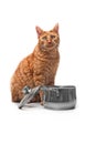 Hungry ginger cat sitting beside a cooking pot and looking curious to the camera.