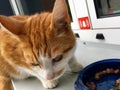 Hungry ginger cat on a windowsill with cat feed