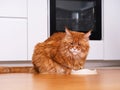 Hungry ginger Maine Coon cat in a domestic kitchen sitting in front of his empty bowl waiting for food