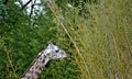 Hungry Giraffe eating from a growth of bamboo Royalty Free Stock Photo