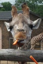 Hungry Giraffe Profile with carrot