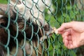 Hungry goat eating bread from hand. Animal feeding on the farm, feeding time at the petting zoo. Farm and farming concept, village