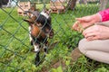 Hungry goat eating grass from hand. Animal feeding on the farm, feeding time at the petting zoo. Farm and farming concept, village