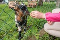 Hungry goat eating grass from hand. Animal feeding on the farm, feeding time at the petting zoo. Farm and farming concept, village