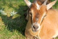 Hungry Goat Laying in the Sun Royalty Free Stock Photo