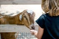 Hungry goat at a petting zoo