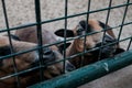 Hungry goats in a cage, desperate for food in jail. Caged captive animals held prisoners in a zoo or on a farm. Group of young Royalty Free Stock Photo