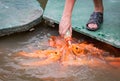 Hungry gold asian fish eats food from bottle in the pond. man`s hand. man feeds fish Royalty Free Stock Photo