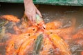 Hungry gold asian fish eats food from bottle in the pond. man`s hand. man feeds fish Royalty Free Stock Photo