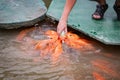 Hungry gold asian fish eats food from bottle in the pond. man`s hand. man feeds fish Royalty Free Stock Photo