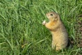 Hungry gopher eats food in a clearing on a summer day.