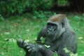 Hungry Gorilla Eating Leaves