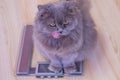 The hungry gray big long-haired British cat sits on the scales and licking. Concept weight gain during the New Year holidays, obes