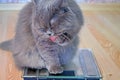 The hungry gray big long-haired fluffy fat British cat sits on scales and licks a paw. Against the background of a wooden floor