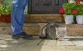 The hungry gray male cat is eating the food from the white saucer next to the female feet on the porch of a country house