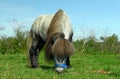 The hungry gray pony with its long mane, the blue halter and color rope is eating the grass in outdoors