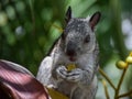 Hungry Gray Squirrel