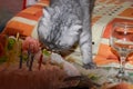 Hungry gray tabby striped cat striped eats cake, the birthday of the animal. Concept weight gain during the holiday