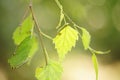 Hungry green caterpillars eat birch leaves on a tree in summer garden