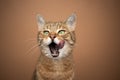 hungry kitty licking lips portrait on fawn background Royalty Free Stock Photo