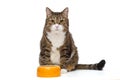 Hungry grey cat and bowl Royalty Free Stock Photo