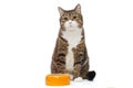 Hungry grey cat and bowl Royalty Free Stock Photo