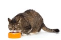 Hungry grey cat eats from a bowl Royalty Free Stock Photo