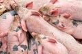 Hungry group of newborn pigs