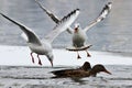 Hungry gulls fighting for food Royalty Free Stock Photo
