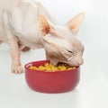 Hungry Hairless cat Don Sphynx breed with pink naked skin Royalty Free Stock Photo