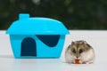 The hungry hamster is eating the peanut on the white windowsill Royalty Free Stock Photo