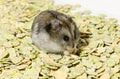 The hungry hamster is sitting on the peas and eating Royalty Free Stock Photo