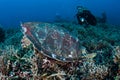 Hawksbill Sea Turtle Feeding on Reef in Indonesia Royalty Free Stock Photo