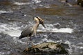 Hungry heron Royalty Free Stock Photo