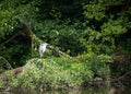 Hungry Heron Royalty Free Stock Photo